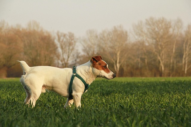 family walking dog together in neighborhood children playing outdoors active lifestyle