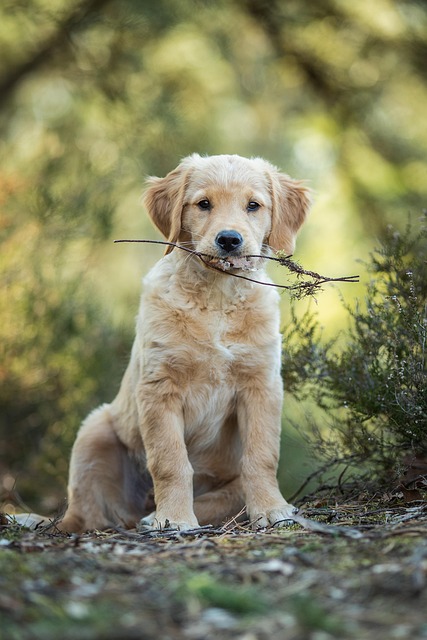 person walking golden retriever through scenic park trail morning exercise cardiovascular health
